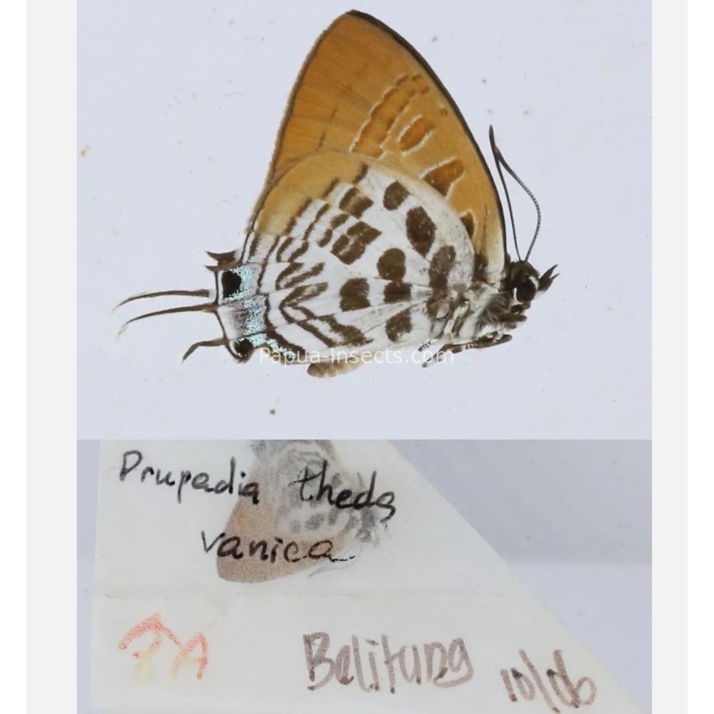 Different sp. of Lycaenidae from different islads of Indonesia