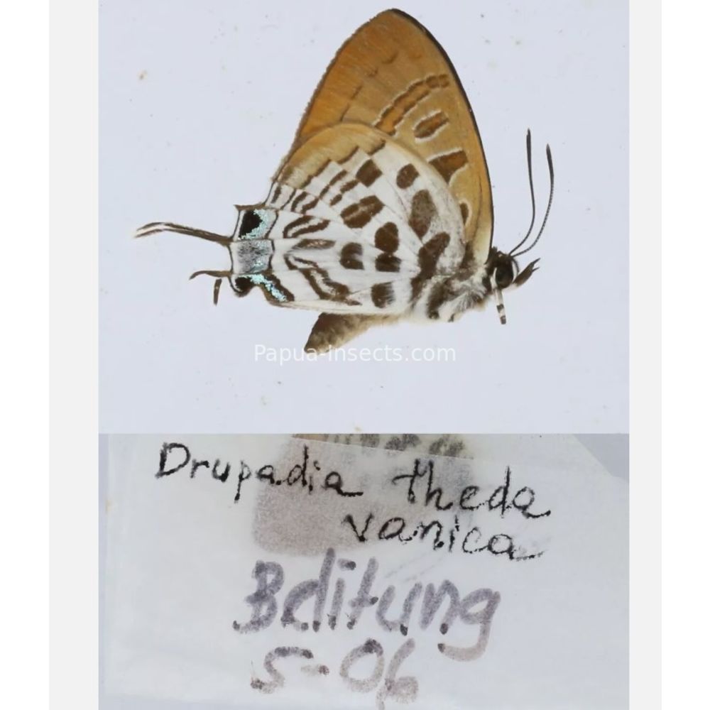 Different sp. of Lycaenidae from different islads of Indonesia