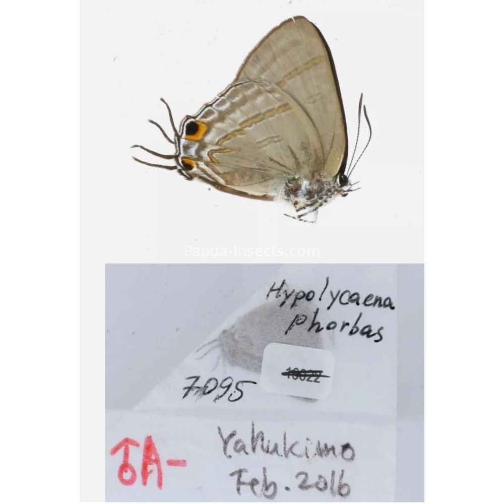 Different sp. of Lycaenidae from different islads of Indonesia