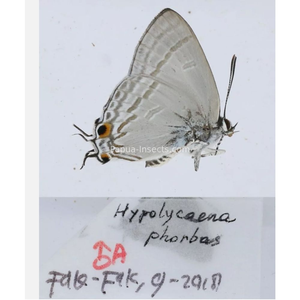 Different sp. of Lycaenidae from different islads of Indonesia