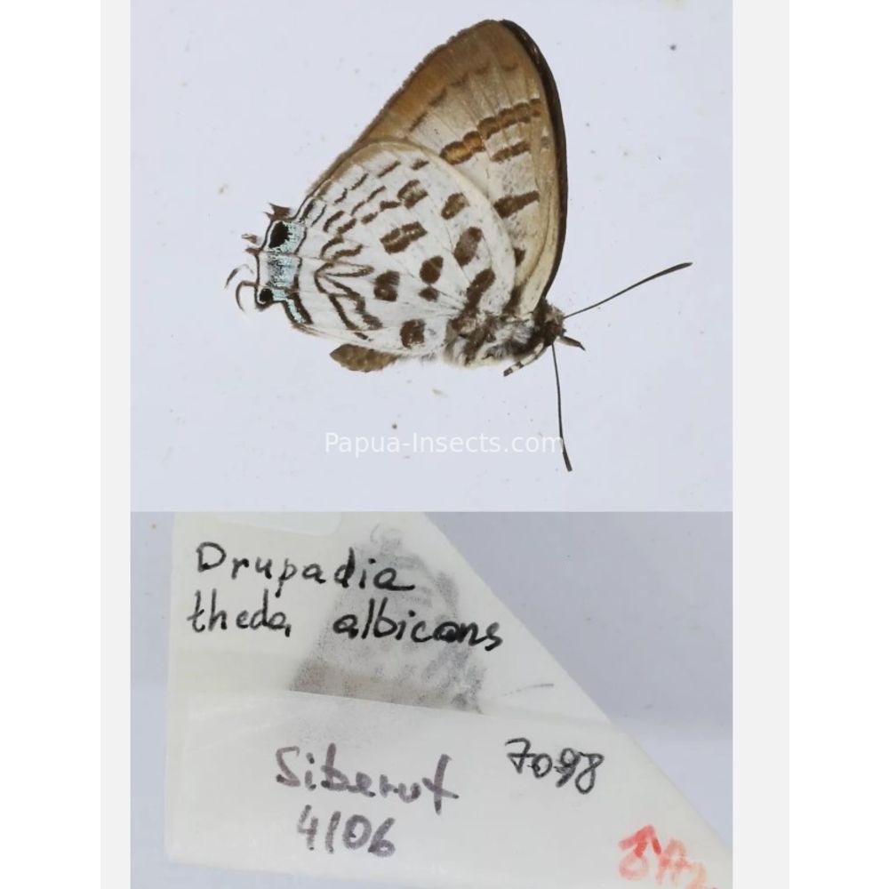 Different sp. of Lycaenidae from different islads of Indonesia