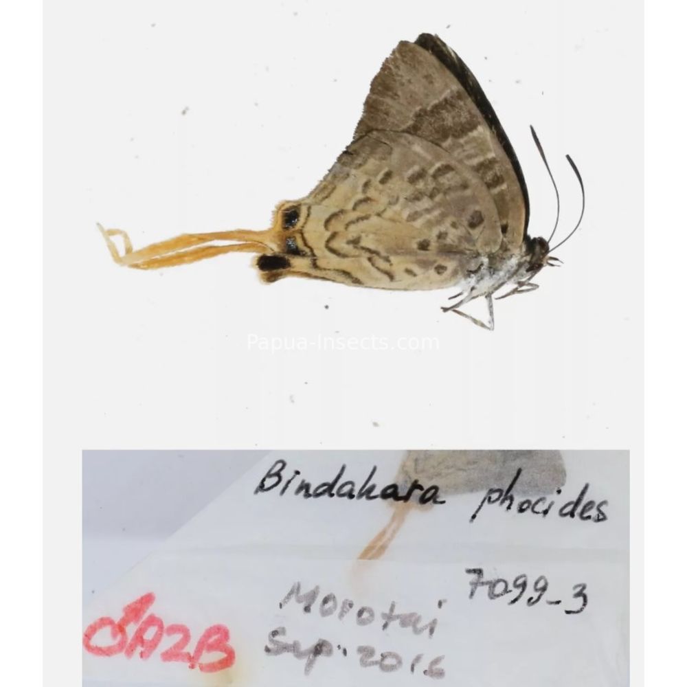 Different sp. of Lycaenidae from different islads of Indonesia