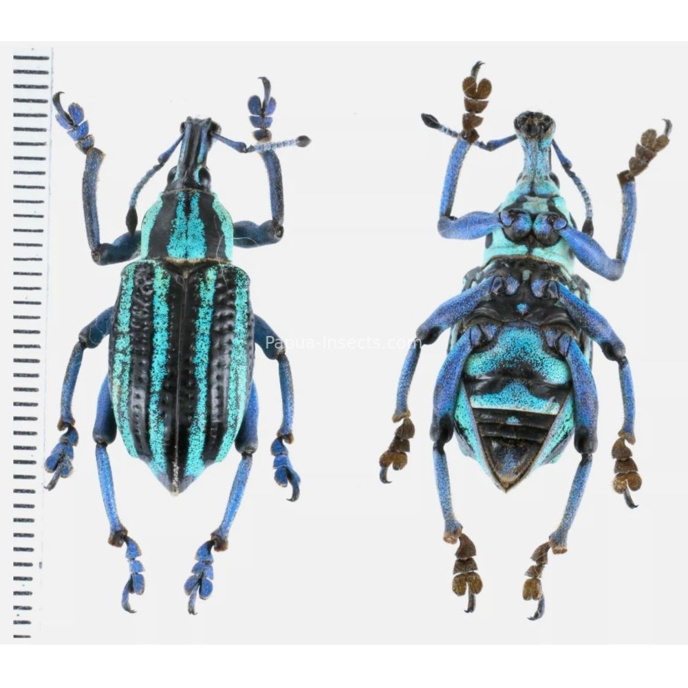 Eupholus waigeuensis from Waigeo island, West Papua, Indonesia