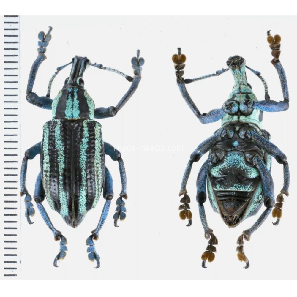 Eupholus waigeuensis from Waigeo island, West Papua, Indonesia