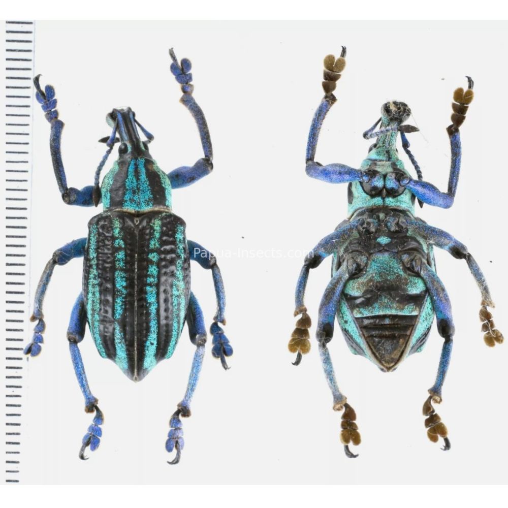 Eupholus waigeuensis from Waigeo island, West Papua, Indonesia