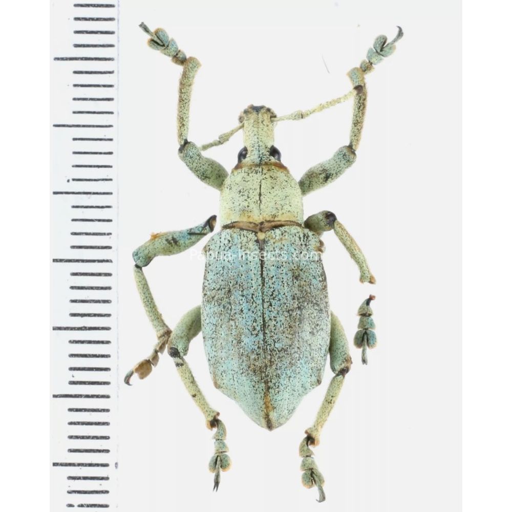 Eupholus bruijni from Arfak mountain, West Papua, Indonesia