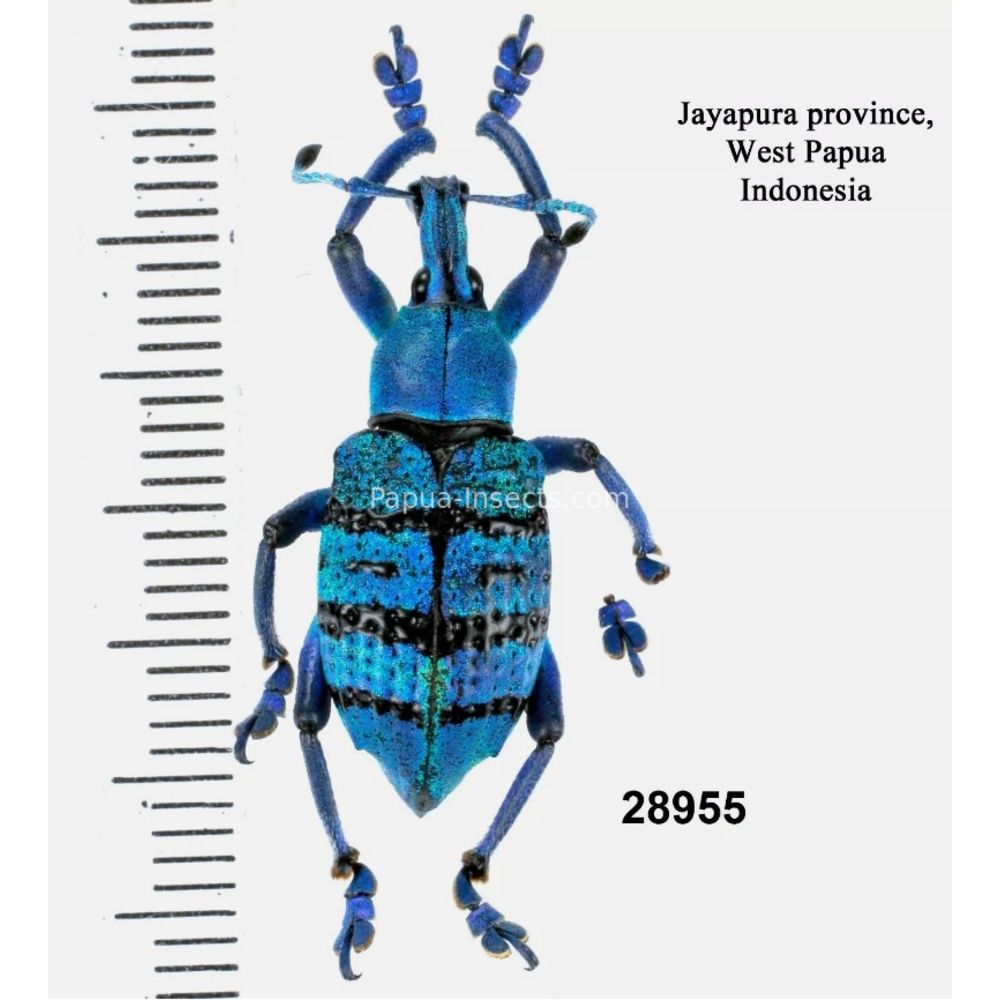 Eupholus geoffroyi from West Papua, Indonesia