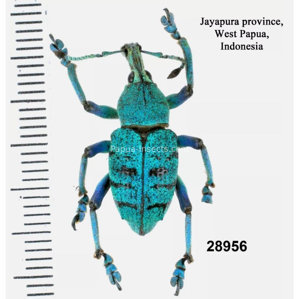 Eupholus geoffroyi from West Papua, Indonesia