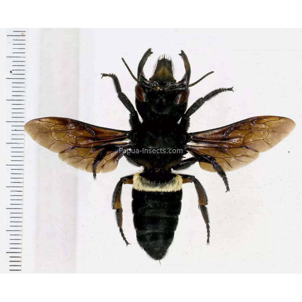 Megachile pluto female 63mm from Halmahera island, Indonesia RARE