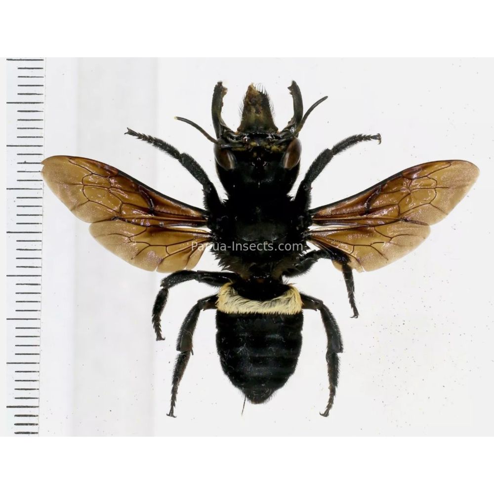 Megachile pluto female 63mm from Halmahera island, Indonesia RARE