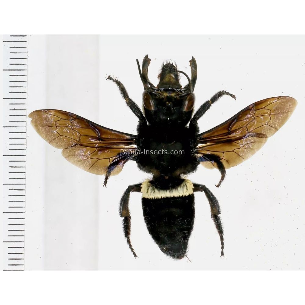 Megachile pluto female 63mm from Halmahera island, Indonesia RARE