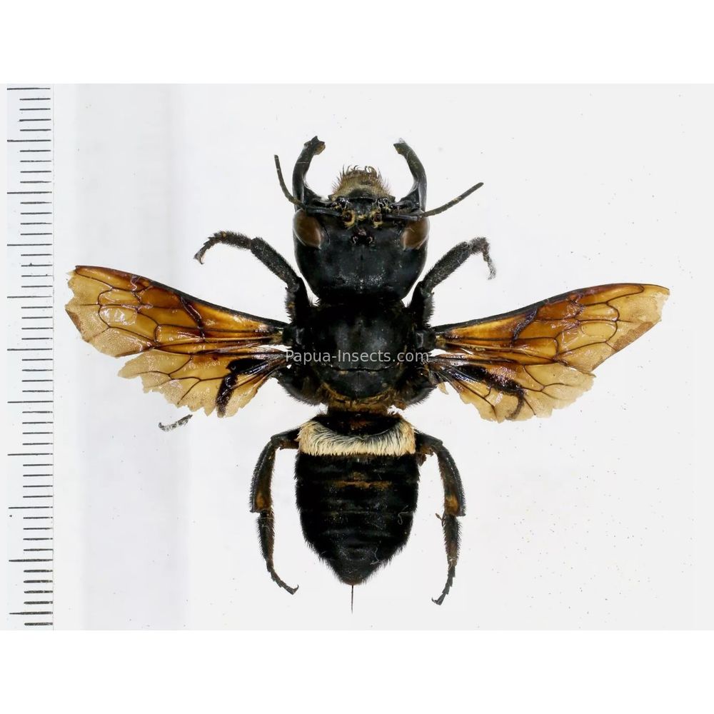 Megachile pluto female 63mm from Halmahera island, Indonesia RARE