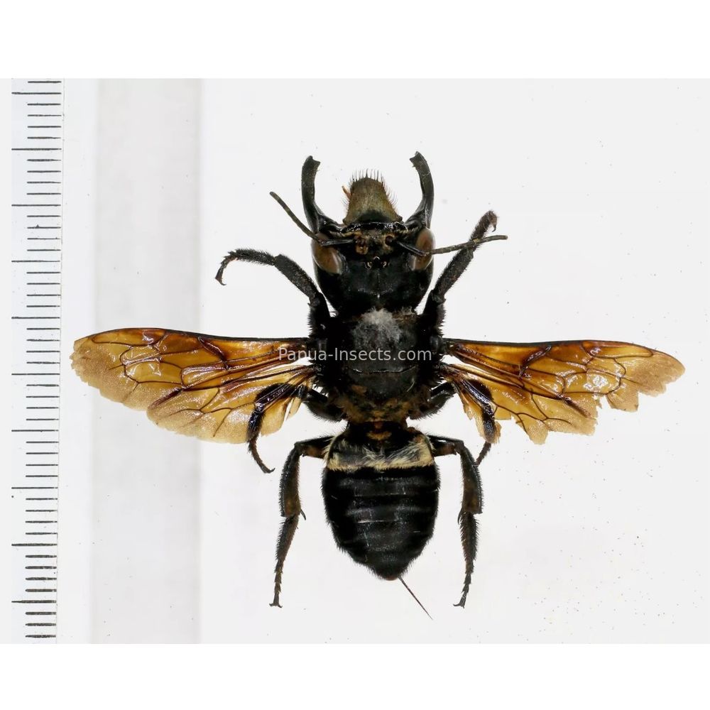 Megachile pluto female 63mm from Halmahera island, Indonesia RARE