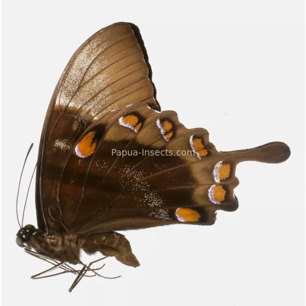 Papilio ulysses dohertius - Nymphalidae male from Obi island, Indonesia