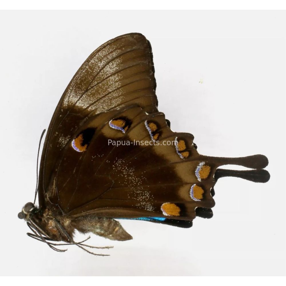 Papilio ulysses dohertius - Nymphalidae male from Obi island, Indonesia