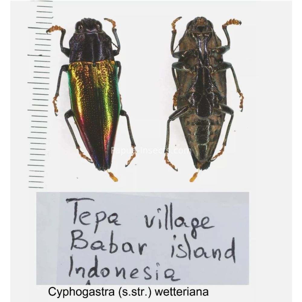 Cyphogastra sp. - Buprestidae from different islands of Indonesia