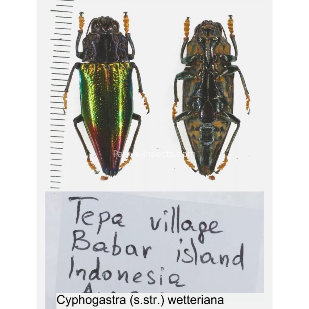 Cyphogastra sp. - Buprestidae from different islands of Indonesia