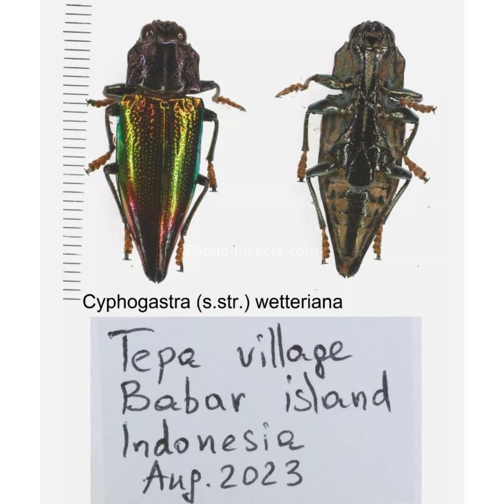 Cyphogastra sp. - Buprestidae from different islands of Indonesia