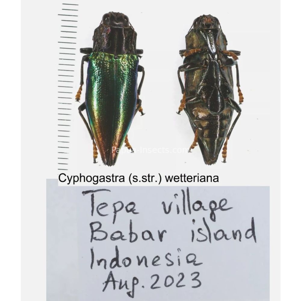 Cyphogastra sp. - Buprestidae from different islands of Indonesia