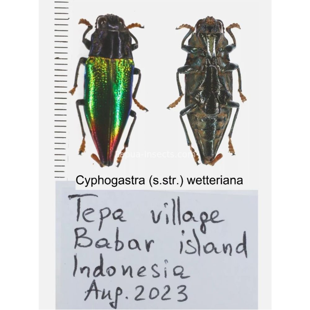 Cyphogastra sp. - Buprestidae from different islands of Indonesia