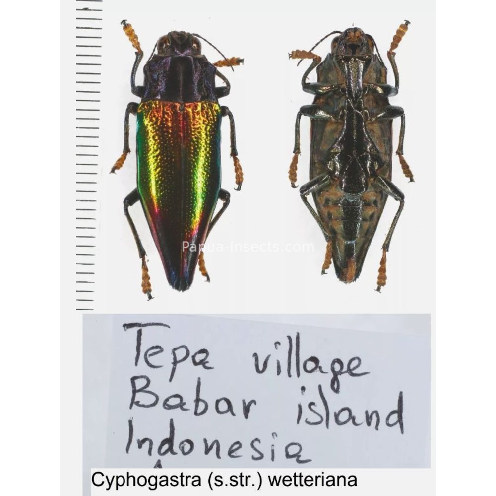 Cyphogastra sp. - Buprestidae from different islands of Indonesia