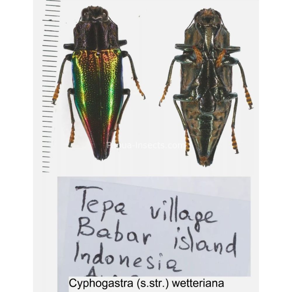 Cyphogastra sp. - Buprestidae from different islands of Indonesia