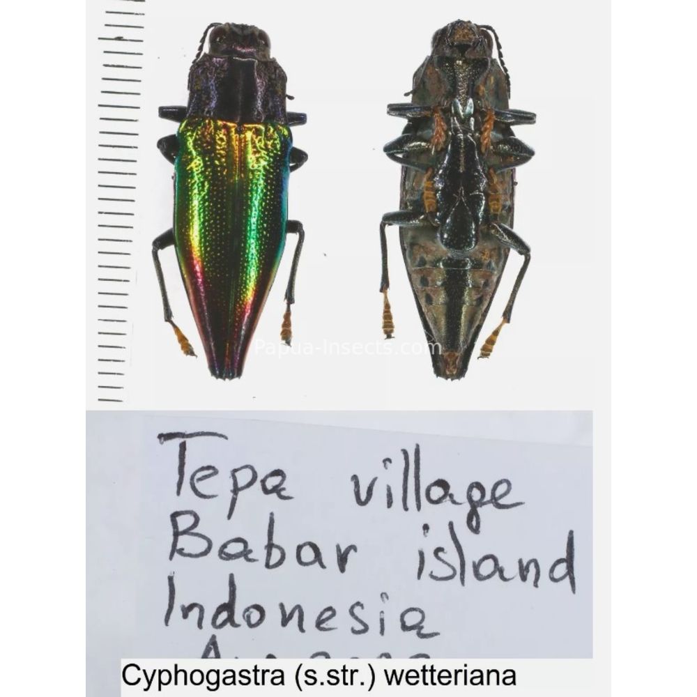 Cyphogastra sp. - Buprestidae from different islands of Indonesia