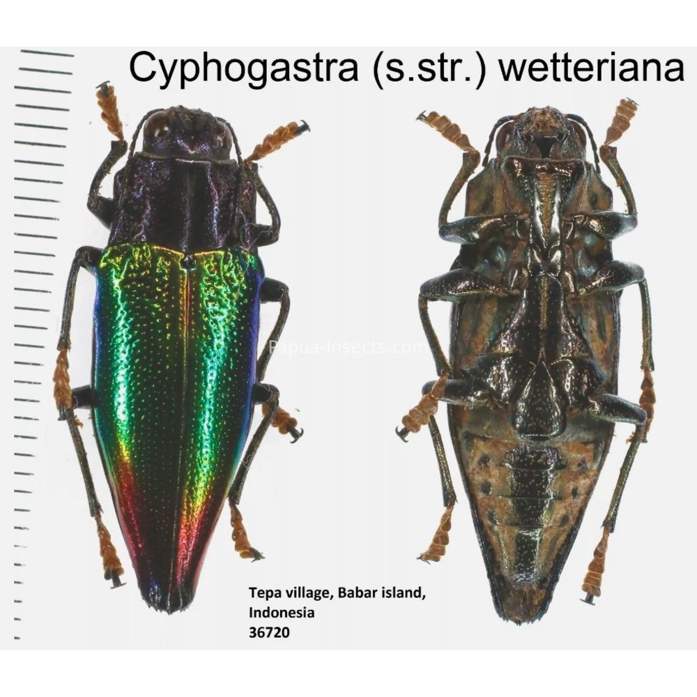 Cyphogastra sp. - Buprestidae from different islands of Indonesia