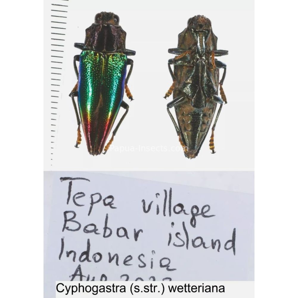 Cyphogastra sp. - Buprestidae from different islands of Indonesia