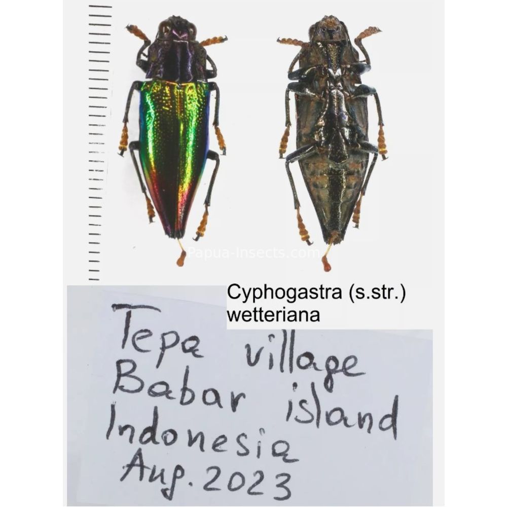 Cyphogastra sp. - Buprestidae from different islands of Indonesia