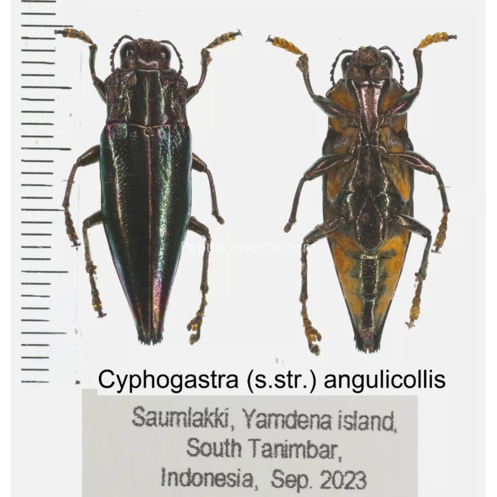 Cyphogastra sp. - Buprestidae from different islands of Indonesia