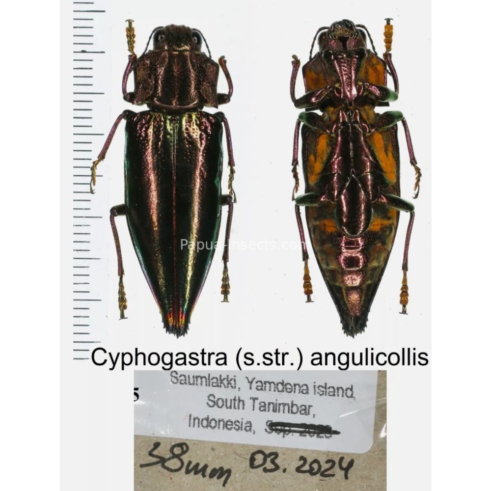 Cyphogastra sp. - Buprestidae from different islands of Indonesia