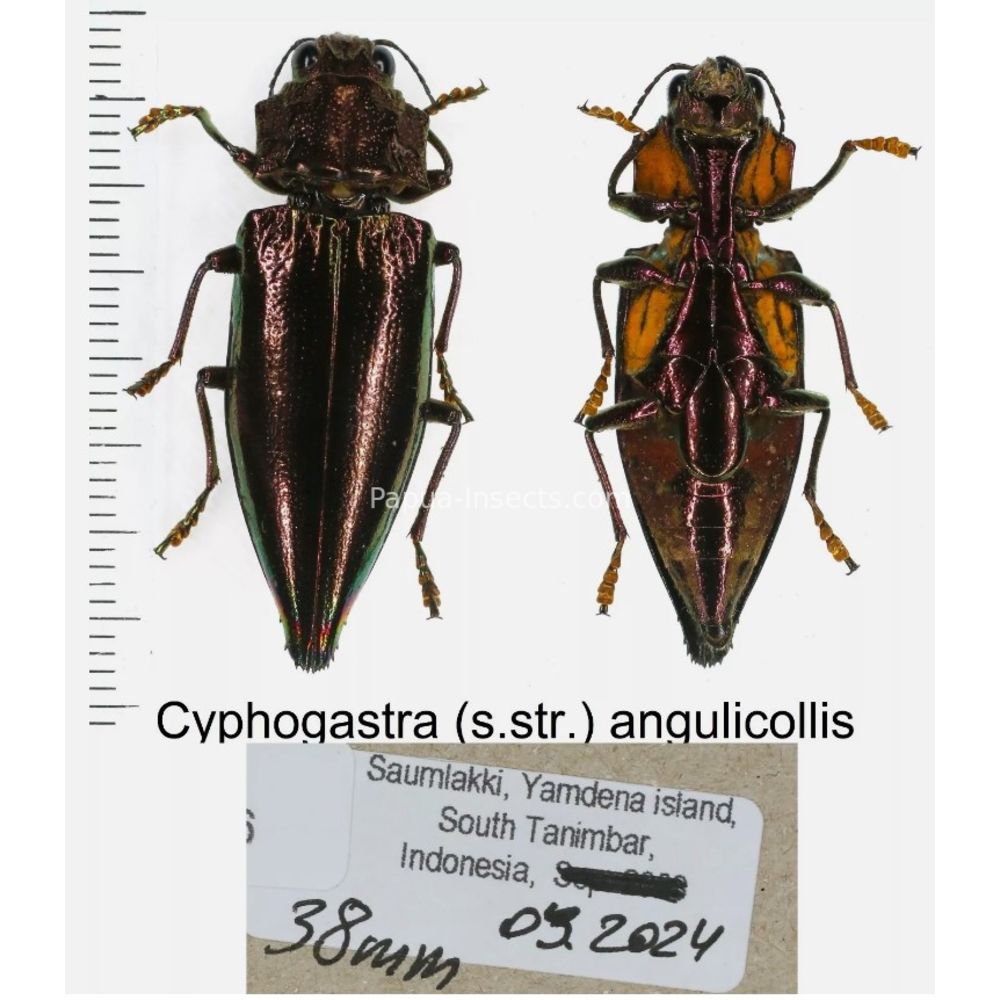 Cyphogastra sp. - Buprestidae from different islands of Indonesia