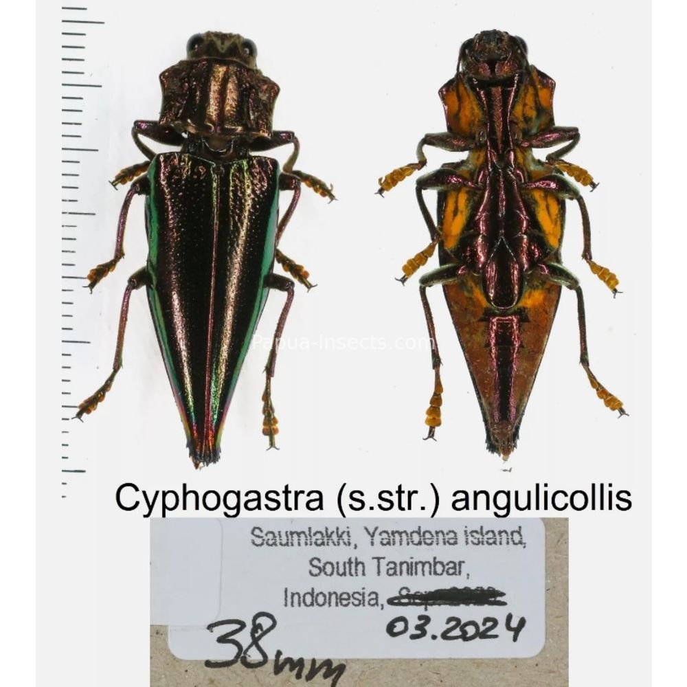 Cyphogastra sp. - Buprestidae from different islands of Indonesia