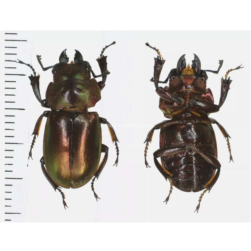 Odontolabis invitabilis - Lucanidae 20mm male from North Sumatra, Indonesia