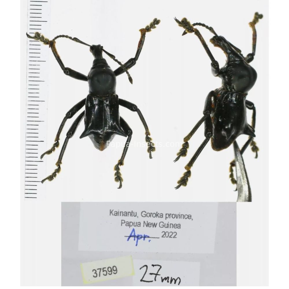 Gymnopholus weiskei - Curculionidae from Kainantu province, Papua New Guinea PNG