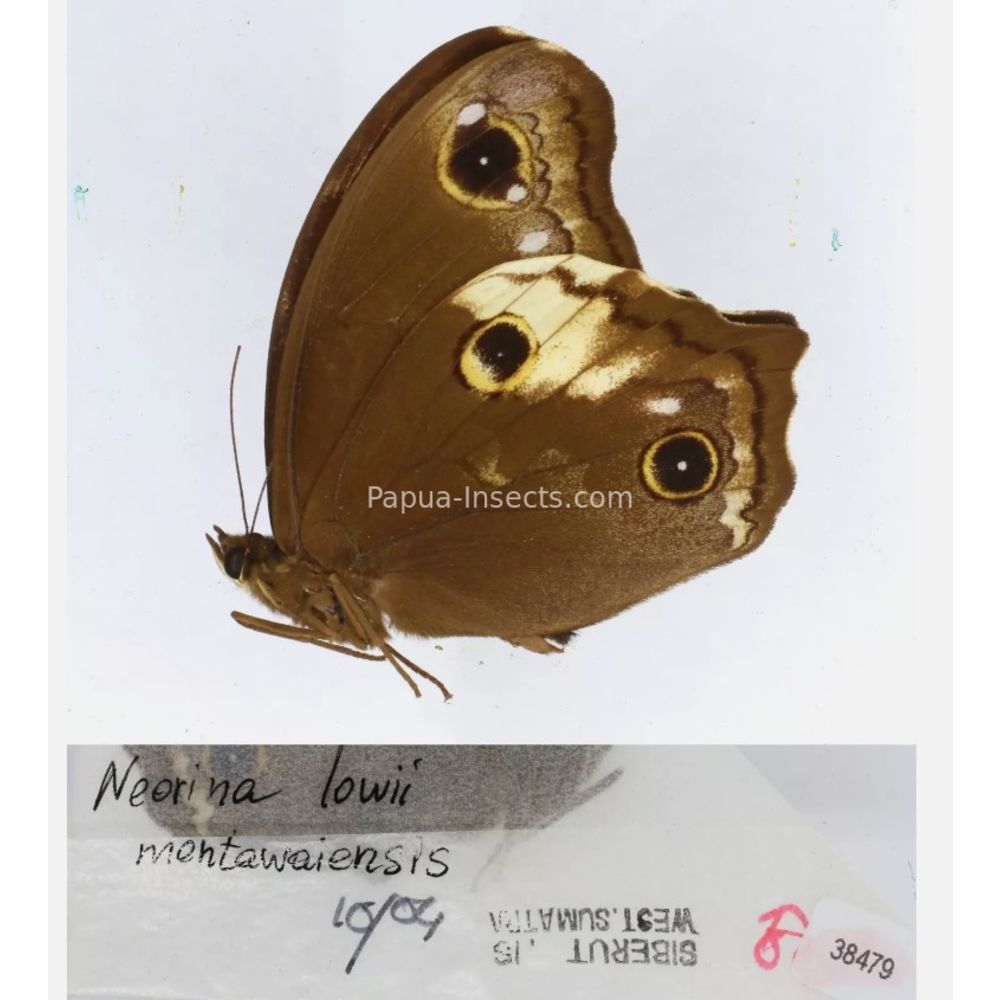 Neorina sp. - Satyridae from different islads of Indonesia