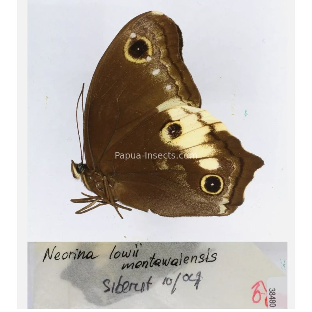 Neorina sp. - Satyridae from different islads of Indonesia