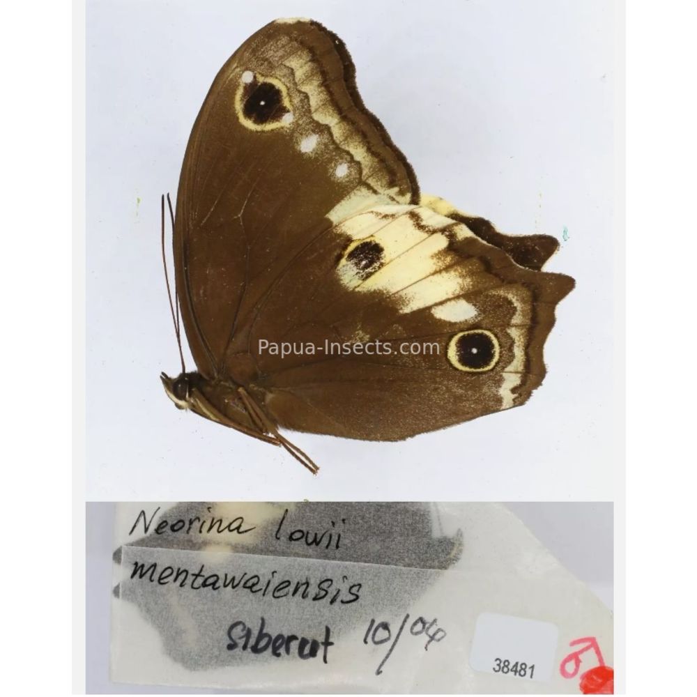 Neorina sp. - Satyridae from different islads of Indonesia