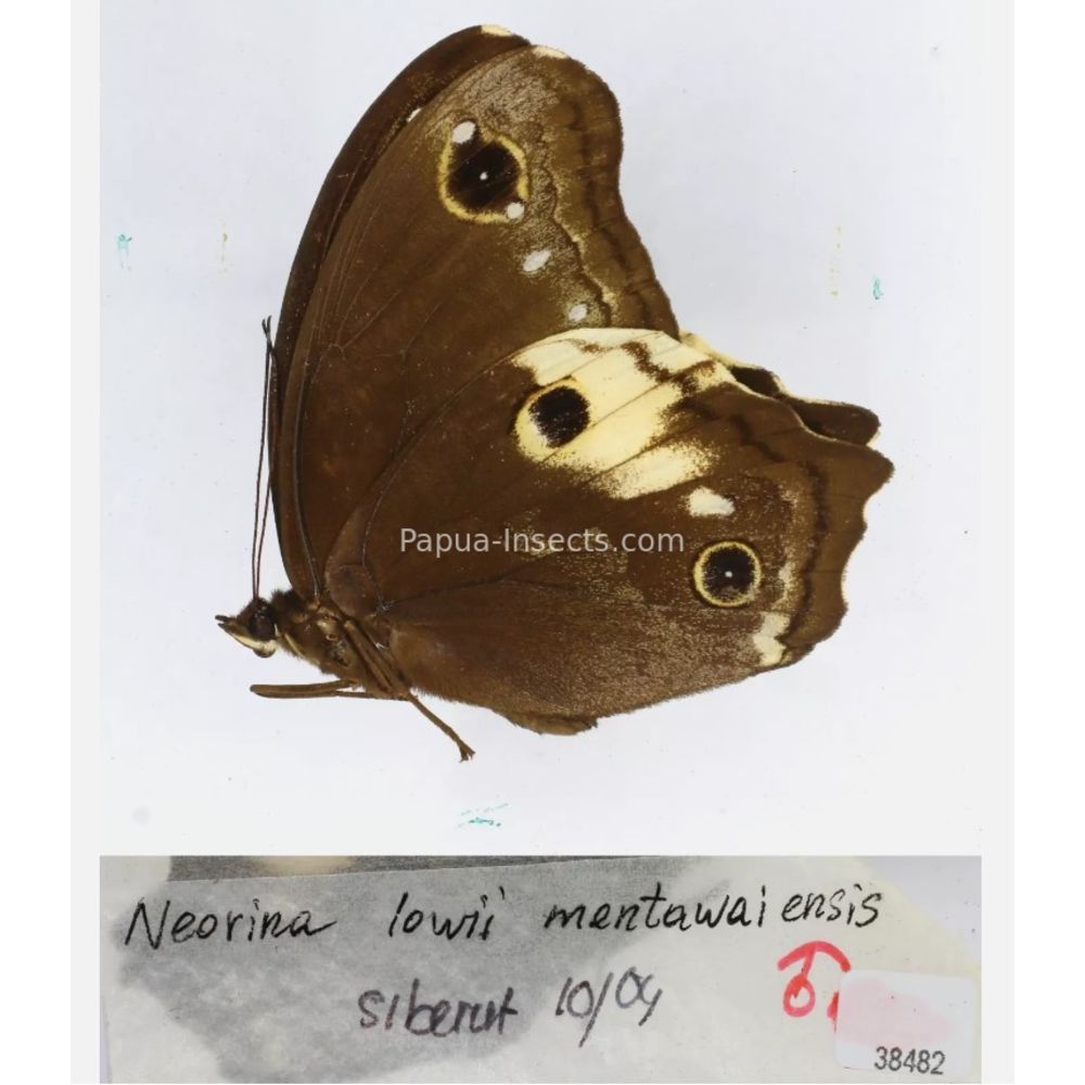 Neorina sp. - Satyridae from different islads of Indonesia