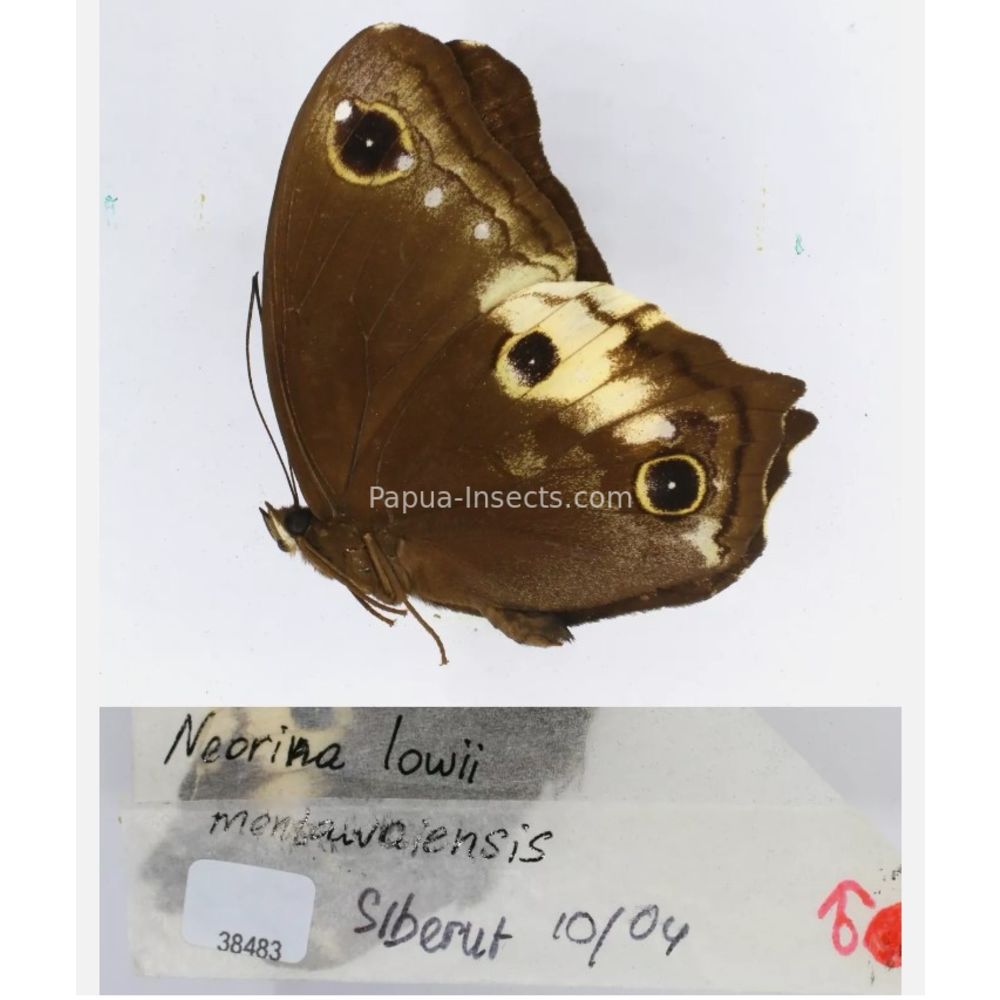 Neorina sp. - Satyridae from different islads of Indonesia