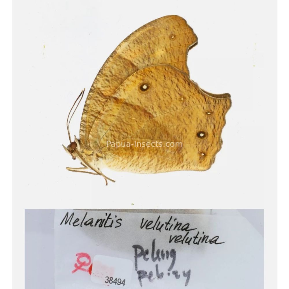 Melanitis sp. - Satyridae from different islads of Indonesia