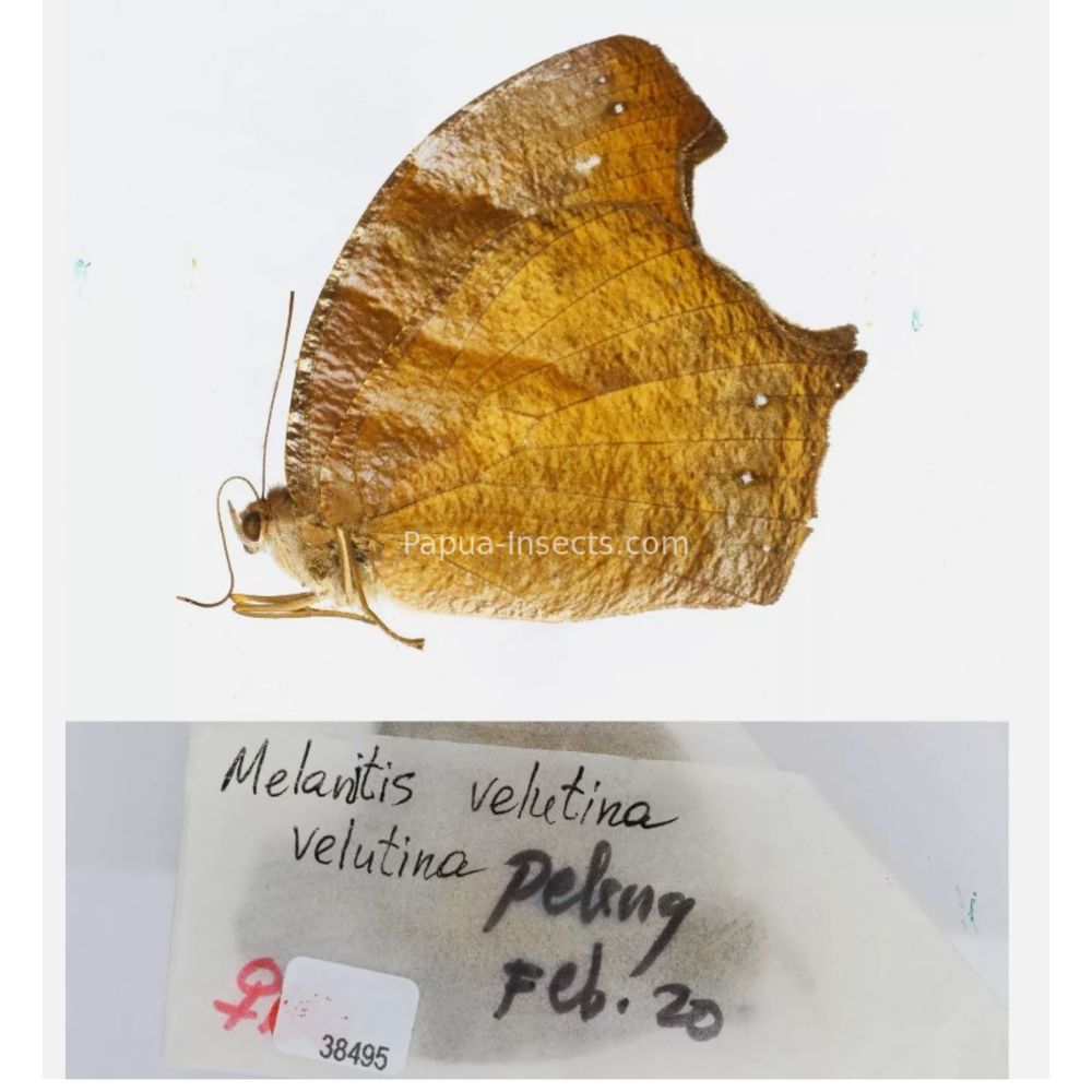 Melanitis sp. - Satyridae from different islads of Indonesia