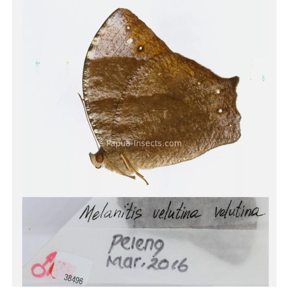 Melanitis sp. - Satyridae from different islads of Indonesia