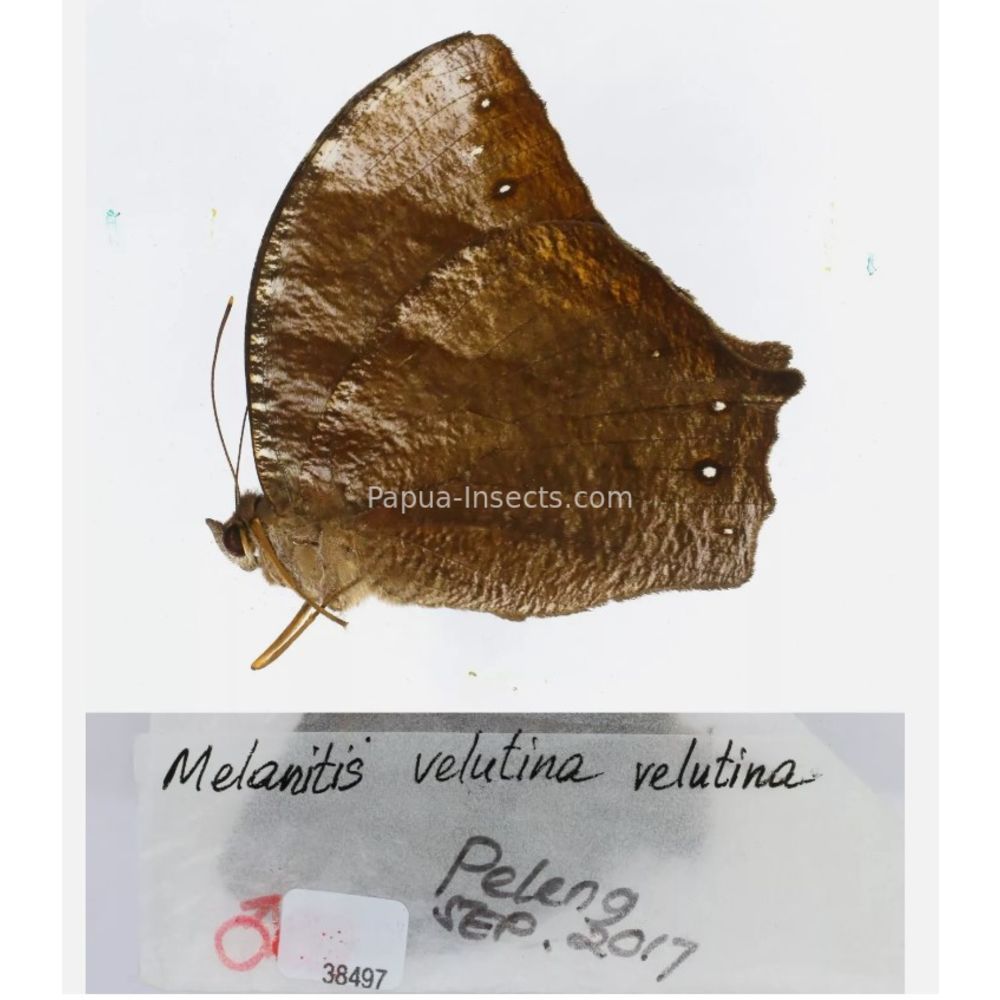 Melanitis sp. - Satyridae from different islads of Indonesia