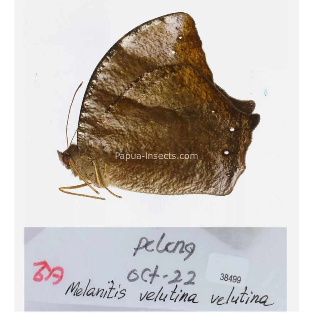 Melanitis sp. - Satyridae from different islads of Indonesia