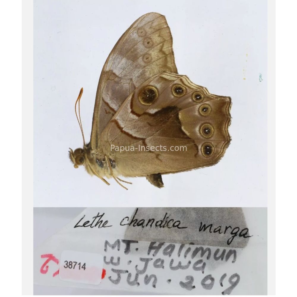 Lethe sp. - Satyridae from different islads of Indonesia