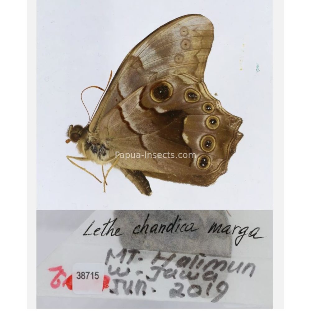 Lethe sp. - Satyridae from different islads of Indonesia