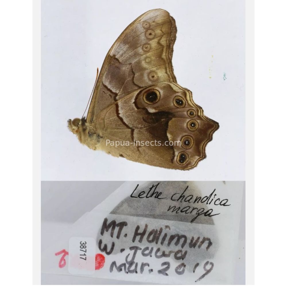 Lethe sp. - Satyridae from different islads of Indonesia