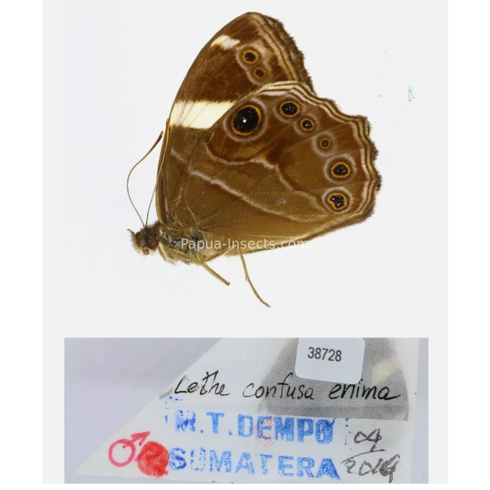 Lethe sp. - Satyridae from different islads of Indonesia